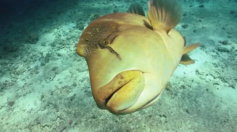 Napoleon Fish on Coral Reef Stock Footage 61540522