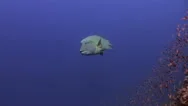 Napoleon Fish On Coral Reef In Ocean Sea Close Up Stock Footage