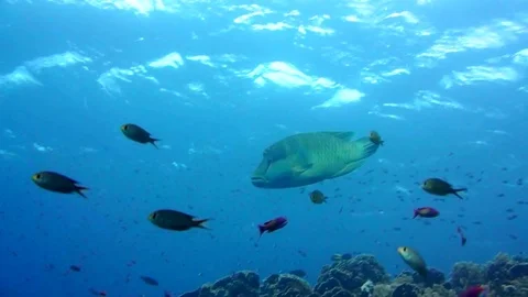 Napoleon Fish on Coral Reef, underwater scene Stock Footage