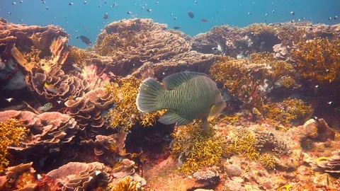 Napoleon fish. Stock Footage 75156557