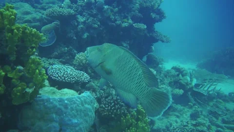 Napoleon fish Stock Footage 130449357