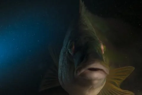 Napoleon fish Stock Photos