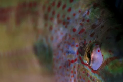 Napoleon fish Stock Photos