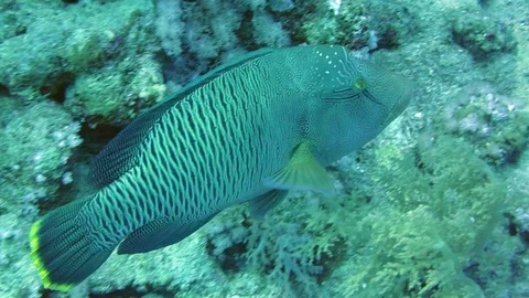 Napoleon Fish in Sea Stock Footage 72772295