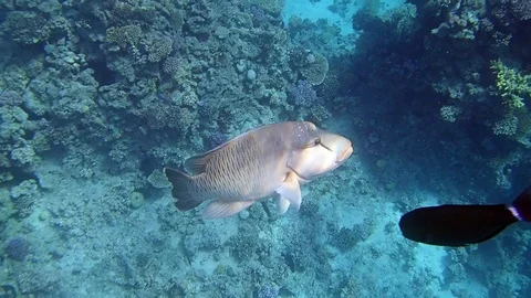 Napoleon Fish In Sea. 스톡 동영상 125995879