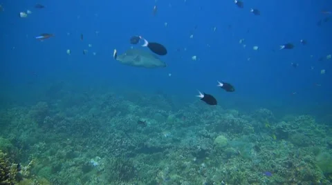 Napoleon - humphead wrasse Vídeo Stock 41902033