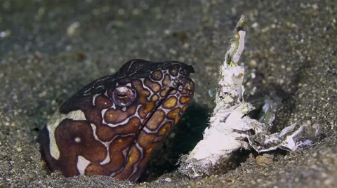 Napoleon snake-eel 001 Stock Footage 62405065