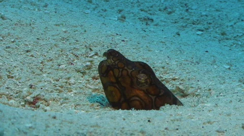 Napoleon Snake Eel Burrows in the Sandy Bottom Ocean Video stock 799151