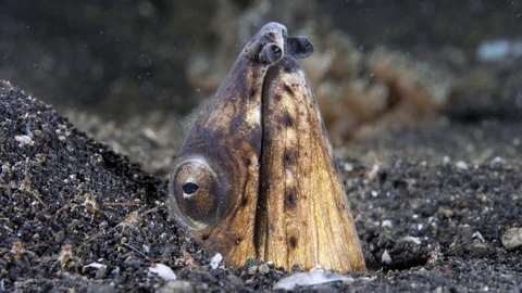 Napoleon snake eel or Bonaparte snake eel, ANIMATED STILL PHOTO Stock Footage 80721853