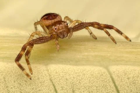 Napoleon spider portrait Stock-Fotos