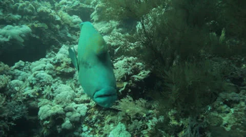 Napoleon swims toward camera Stock Footage 22718348