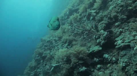 Napoleon swims toward camera Stock Footage 22721855