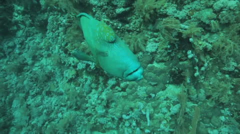 Napoleon swims toward camera Stock Footage 22722096