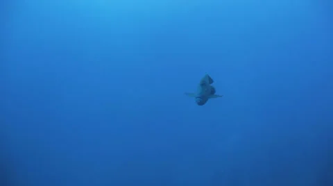 Napoleon wrasse approach Stockbeeldmateriaal 22739950