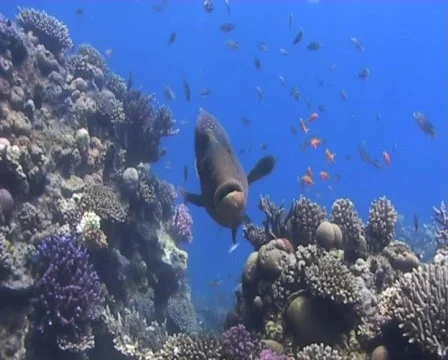 Napoleon wrasse approaches camera Stock Footage 579007