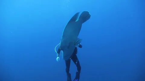 Napoleon wrasse with diver in the background Stock Footage 22740067