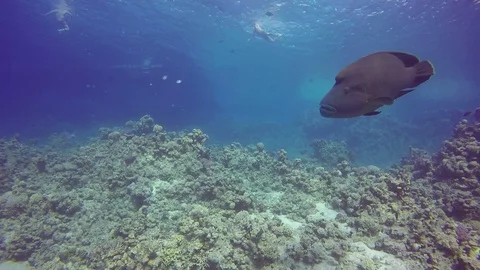 Napoleon wrasse Stock Footage 122732170
