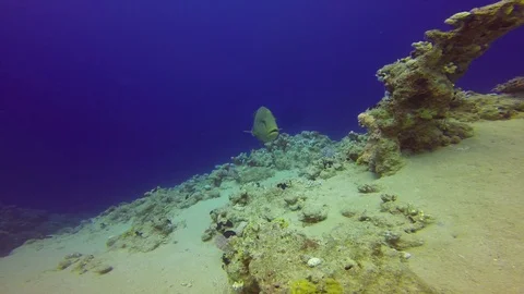 Napoleon wrasse Stock Footage 122733546