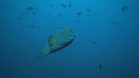 Napoleon wrasse passes by close Video stock 81118533