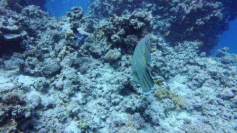 Napoleon Wrasse Reef Exploration.4 Vídeos de archivo 328961133