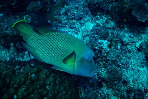 Napoleonfish Stock Photos