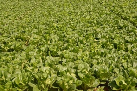 Nappa cabbage, Fresh lettuce vegetable farm Stock Photos