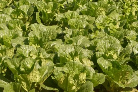 Nappa cabbage, Fresh lettuce vegetable farm Stock Photos