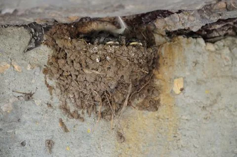 Napping barn swallow's chick's in the clay nest Stock Photos