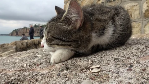 Napping cat and Turkish men at the winter Antalya coast Video stock 103004098