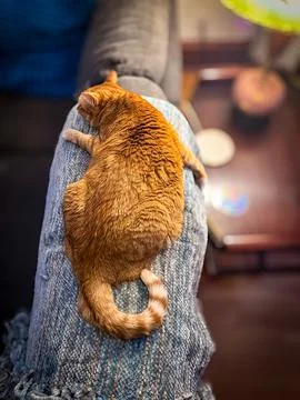 Napping cat Stock Photos