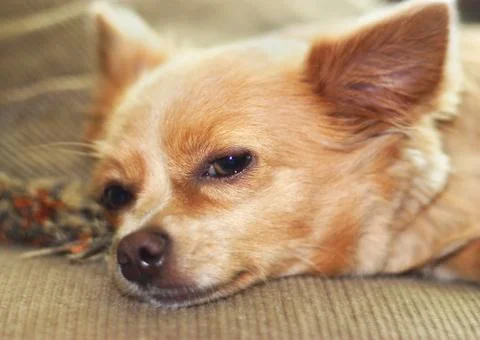 Napping Chihuahua Stock Photos