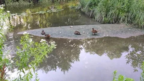 Napping ducks are woken up and alarmed in the park Stock Footage 157771732