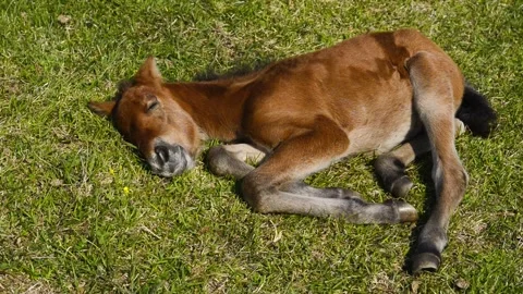 Napping Foal Stockbeeldmateriaal 332818621