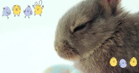 Napping grey rabbit on right closing eyes showing whiskers on pale blue home Stock Photos