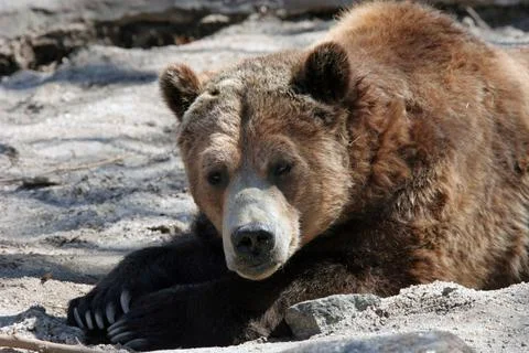 Napping Grizzly Stock Photos