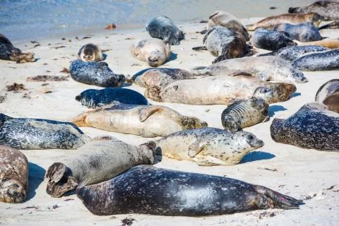 Napping Harbor Seals Stock Photos