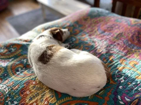 Napping Jack Russell Terrier Foto stock