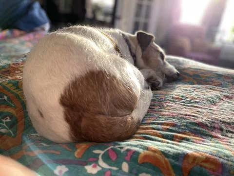 Napping Jack Russell Terrier Foto stock