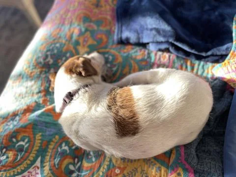 Napping Jack Russell Terrier Foto stock