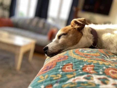 Napping Jack Russell Terrier Foto stock