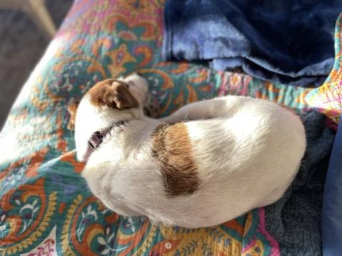 Napping Jack Russell Terrier Foto stock