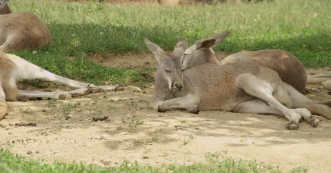 Napping Kangaroo Video stock 50982151