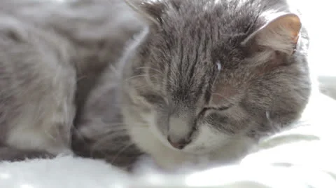 Napping Kitty Vidéo 22540608