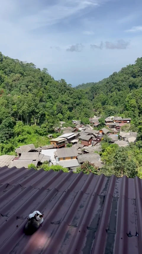Napping n Sleeping peacefully 2 kitten cat in morning sunlight n cozy weather  Stock Footage 317370650