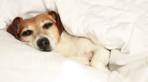 Napping sweet dreams cute small dog Vídeo Stock 62549116
