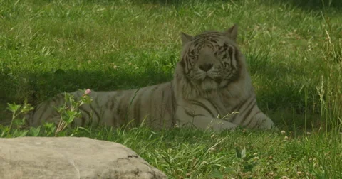 Napping Tiger Stock Footage 50982905