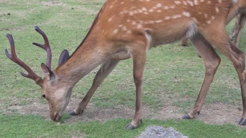 Nara Deer 01 库存影片 345540606