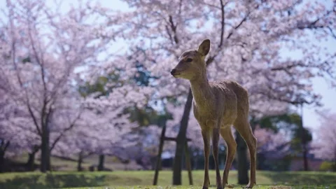 Nara Deer and Spring Cherry Blossom Trees, Sakura Blooming in Japan Video stock 333223740