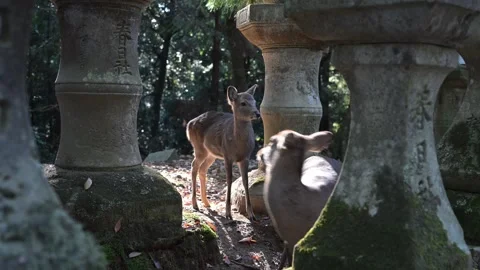 Nara deer approaching stone lantern in Kasuga Taisha Shrine Stockbeeldmateriaal 317049122