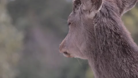 Nara Deer - Japan Stock Footage 149707761